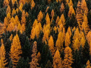 Bankruptcy Proceedings