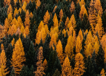 Bankruptcy Proceedings